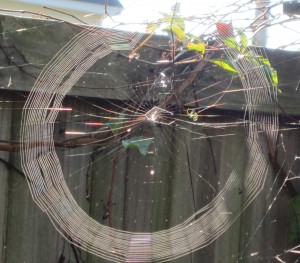 Spider Web 011